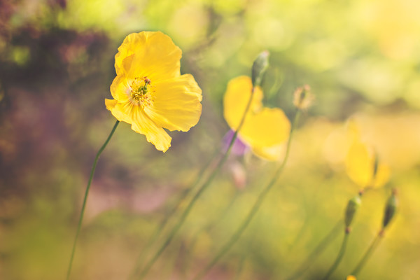 welsh-poppy 
 a group of Meconopsis cambrica flowers commonly called Welsh poppies. 
 Keywords: welsh poppy, yellow, flowers, Meconopsis cambrica