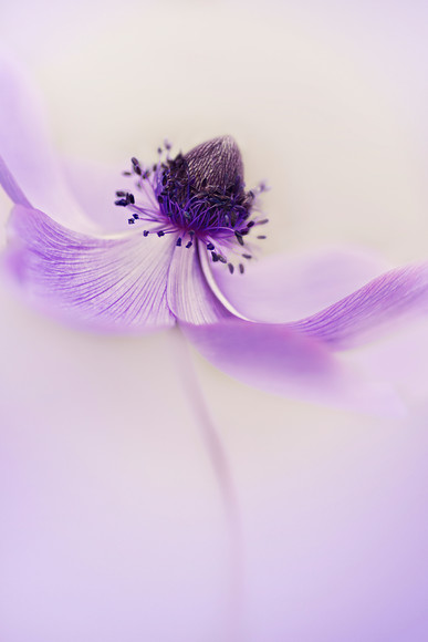 anemone-de-caen-copy 
 a single anemone de caen flower 
 Keywords: anemone de caen, flower, single, garden, plant, floral, botanical, fresh, high key, nature, macro, photography