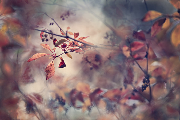 O5A8709a 
 Keywords: Seasons, autumn, garden photography