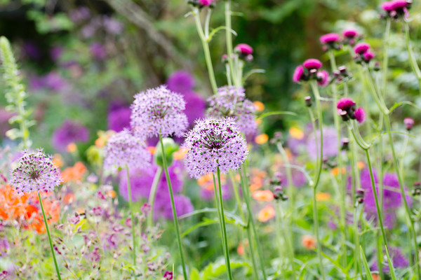 O5A2927 
 Keywords: Purple sensation, allium, flowers, garden photography