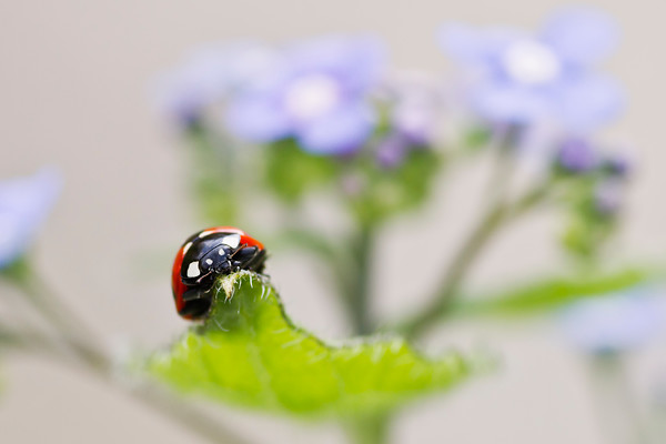 52241 
 A ladybird on a Brunnera 'Looking Glass' cluster of flowers 
 Keywords: ladybird, ladybug, seven spot, Coccinella 7-punctata, animal, antenna, beetle, closeup, coccinella, coleoptera, detail, ecology, elytra, entomology, face, flower, front, looking, insect, macro, nature, petal, flower, flora, garden plant, brunnera, spring, blue, colour image, coloured background, extreme close up, nature, one animal, colourful, colorful, outdoors, Scotland, leaf