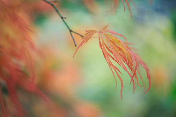 O5A8903 
 Acer leaves in autumn 
 Keywords: acer, autumn, fall, maple, foliage, garden photography