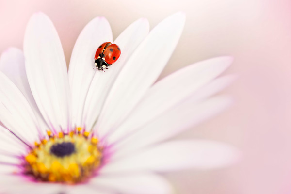 ladybird-(18) 
 a 7 spot ladybird on an oestospermum flower 
 Keywords: ladybird, cape daisy, pastel, soft, dreamy, romantic, beetle, oestospermum, flower, garden, plant