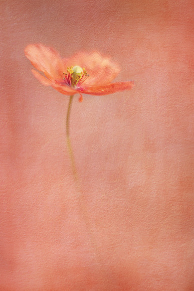 orange perthshire poppy 
 perthshire wild orange poppy 
 Keywords: perthshire photographer, Perthshire photography, Rosie Nixon, poppy, orange wildflower