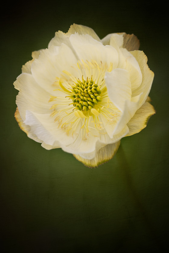 unsharpened-Trollius-x-cultorum-Cheddar1 
 Trollius x cultorum Cheddar