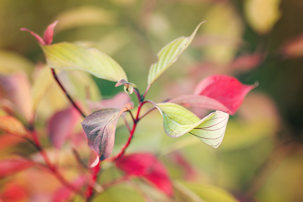 cornus-baton-rouge-high-res-1