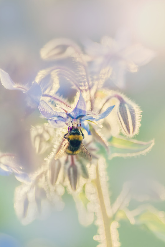 bee-on-borage-sunflare 
 Bee on borage