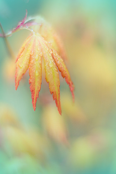 acer palmatum orange dream 
 Acer palmatum 'Orange Dream' new leaves and foliage colours in spring 
 Keywords: acer palmatum orange dream, leaf, leaves,maple, leavesnbloom, Rosie Nixon, dreamy, soft, romantic, pastel, nature, foliage, japanese maple, spring