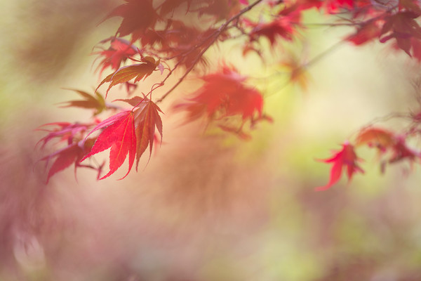 O5A8687- 
 Keywords: Seasons, autumn, garden photography