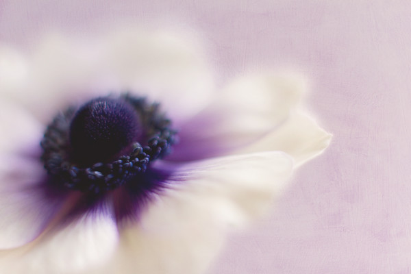 anemone de caen hollandia white 
 Anemone coronaria 'de caen group' with added texture 
 Keywords: anemone coronaria 'de caen group', anemone coronaria Hollandia, romantic, romance, soft, dreamy, pastel, Rosie Nixon, leavesnbloom, Perthshire fine art, Scottish still life, nature, garden plants, flowers, blooms