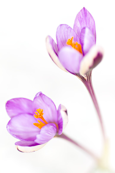 Crocus-chrysanthus-Spring-Beauty-